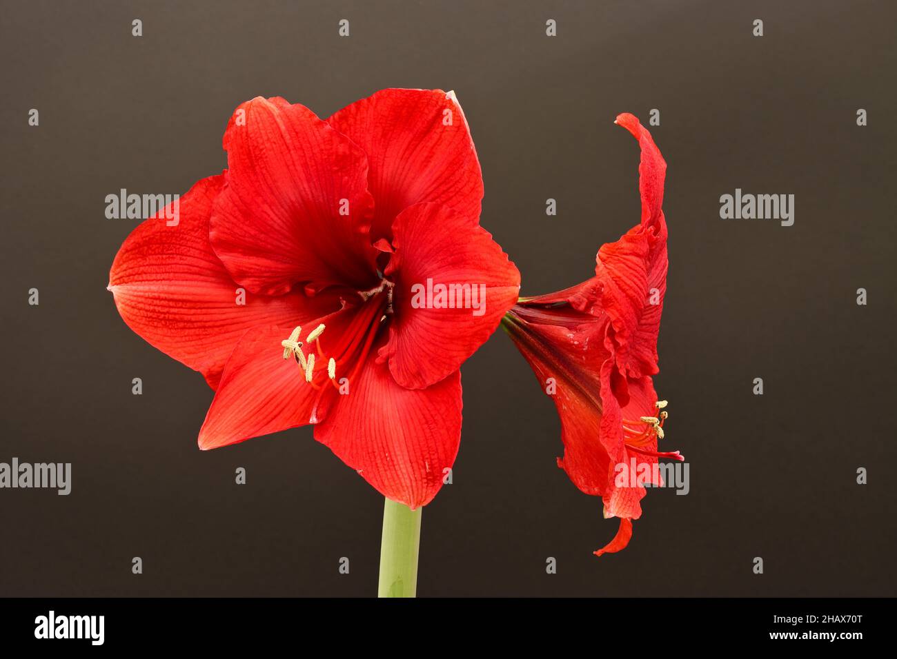 Risultato dell'impilamento di fuoco di Hippeastrum grande stupefacente del fiore (a volte denominato erroneamente Amaryllis) Foto Stock