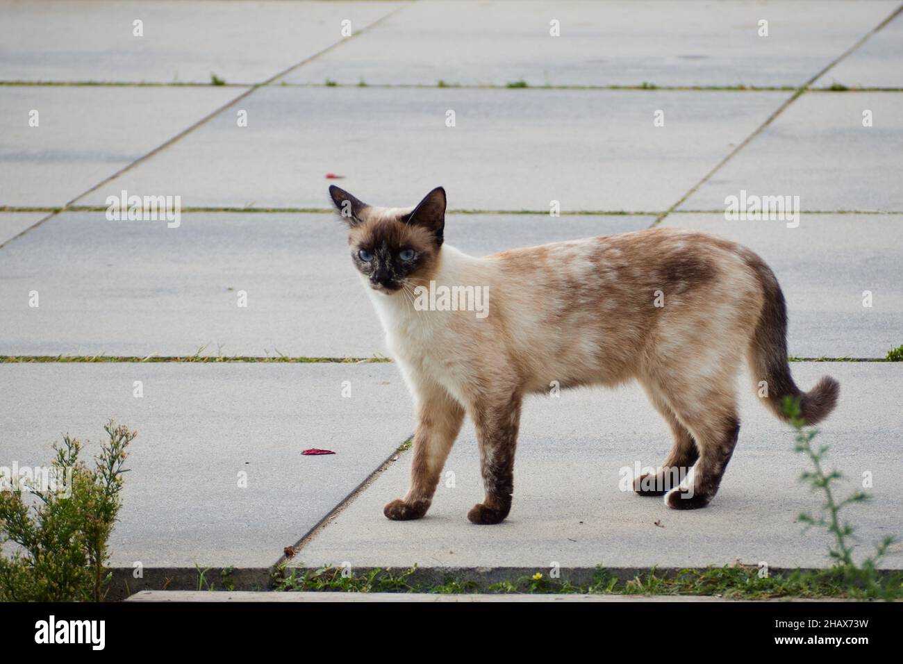 Gatto bruno carino che cammina attraverso la passeggiata e guardando avanti  Foto stock - Alamy