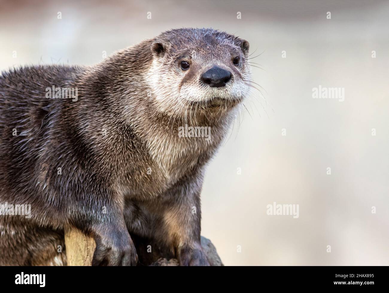 Ritratto del North American River Otter (Lontra canadensis) con sfondo morbido defocused e spazio di riproduzione Foto Stock