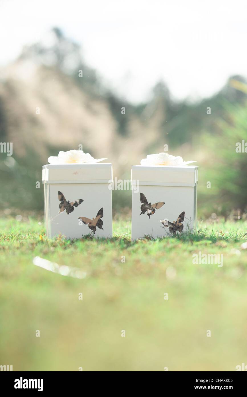 Scatole di rilascio delle farfalle bianche con fiocchi bianchi e forature a forma di farfalla sul lato Foto Stock
