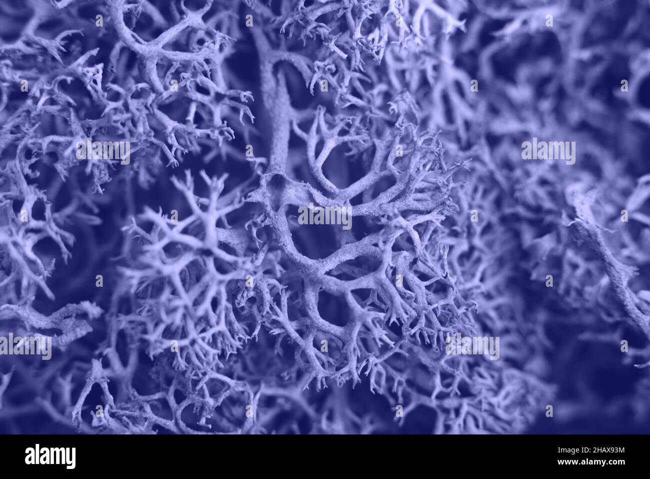 Primo piano bello sphagnum textured muss sfondo. Foto Stock