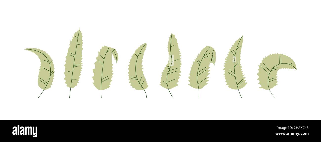 Set di foglie verdi di pianta decorativa cartoon o albero. Lamina lunga con bordi irregolari. Vettore isolato su sfondo bianco per la progettazione. Illustrazione Vettoriale
