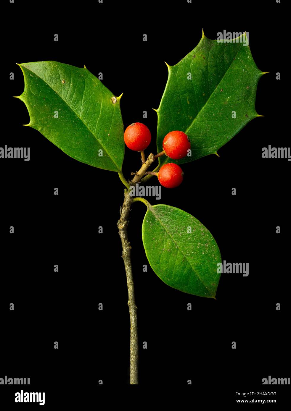 Rametto di agrifoglio americano (Ilex opaca) con foglie e bacche. Foto Stock