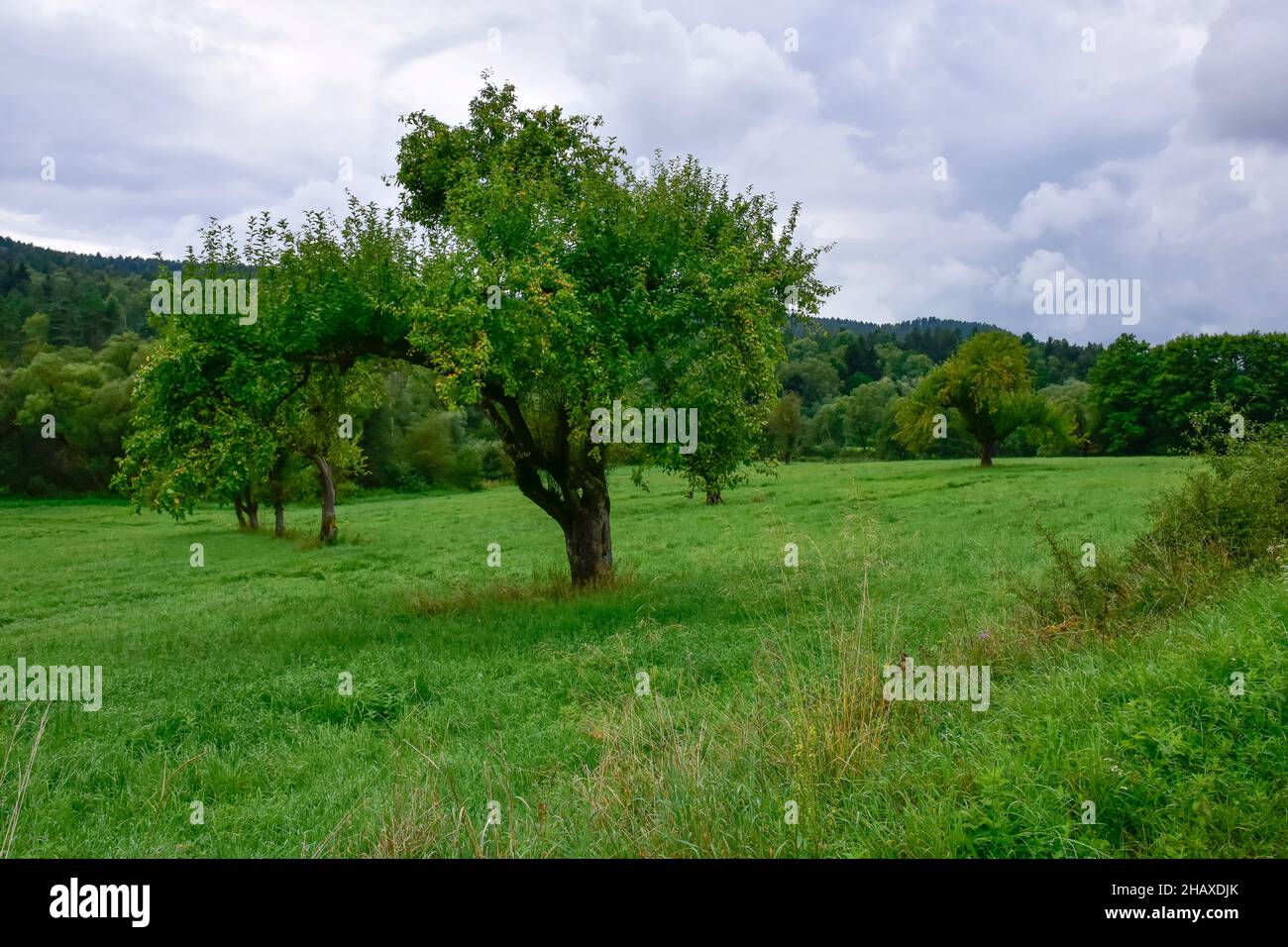 Montagne Bieszczady, bellissimo paesaggio naturale in un pomeriggio estivo sotto la pioggia. Foto Stock