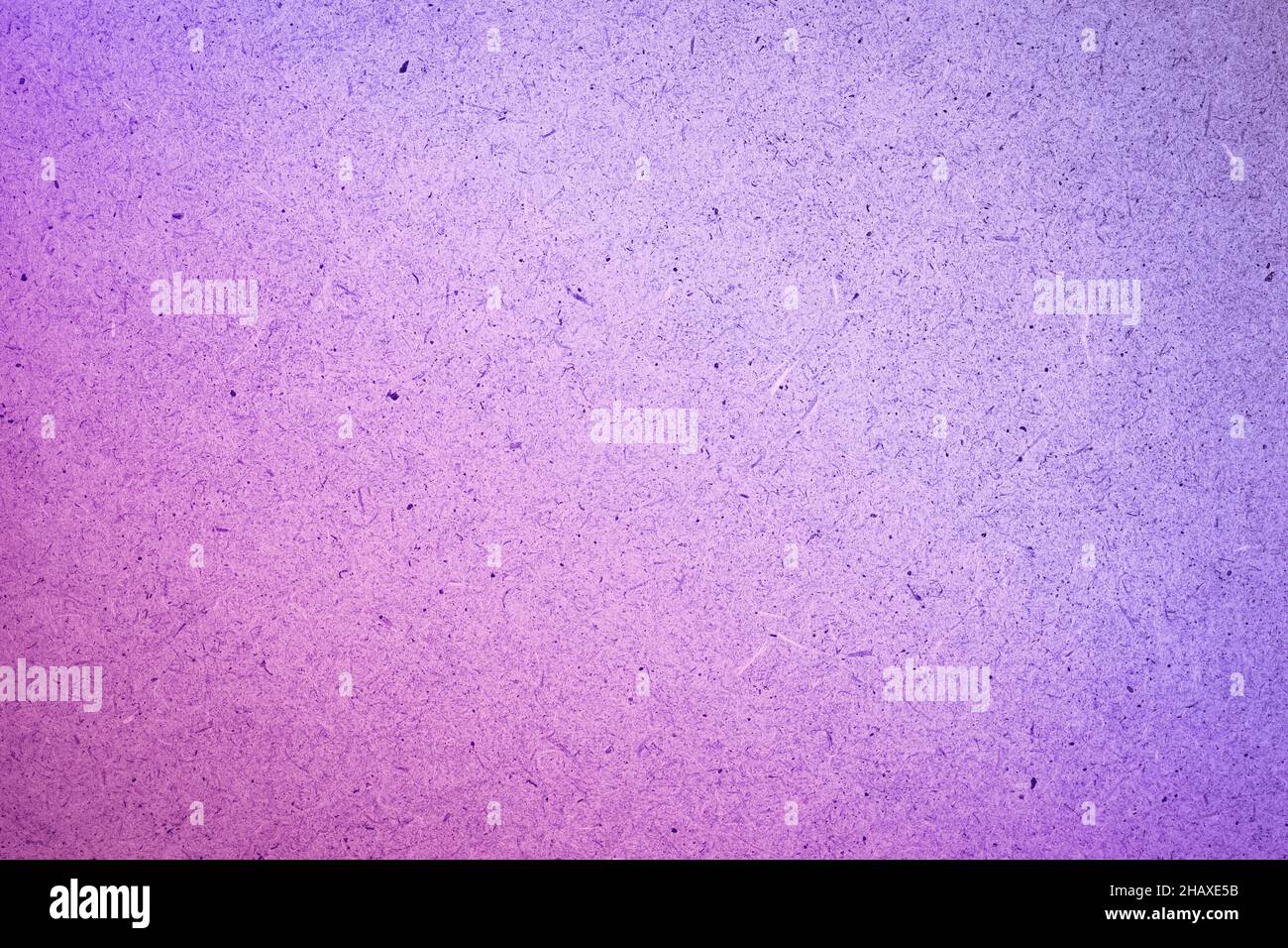 . Rosa-viola colorato, molto Peri. Spazio libero per il testo. Foto Stock