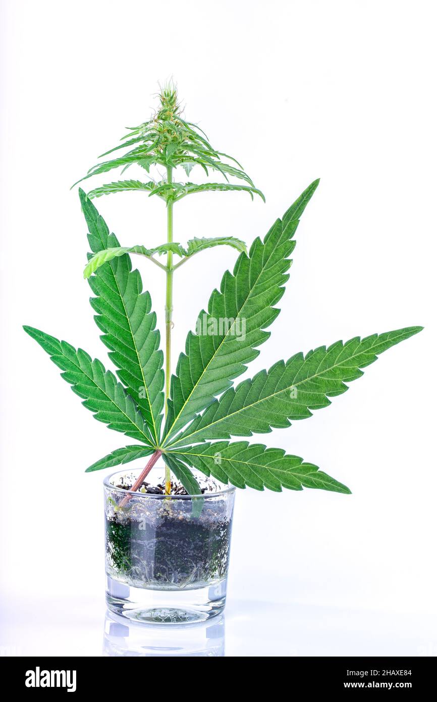 Una piccola pianta di cannabis cresce in un piccolo vaso di vetro con una grande foglia di fronte isolata su sfondo bianco Foto Stock