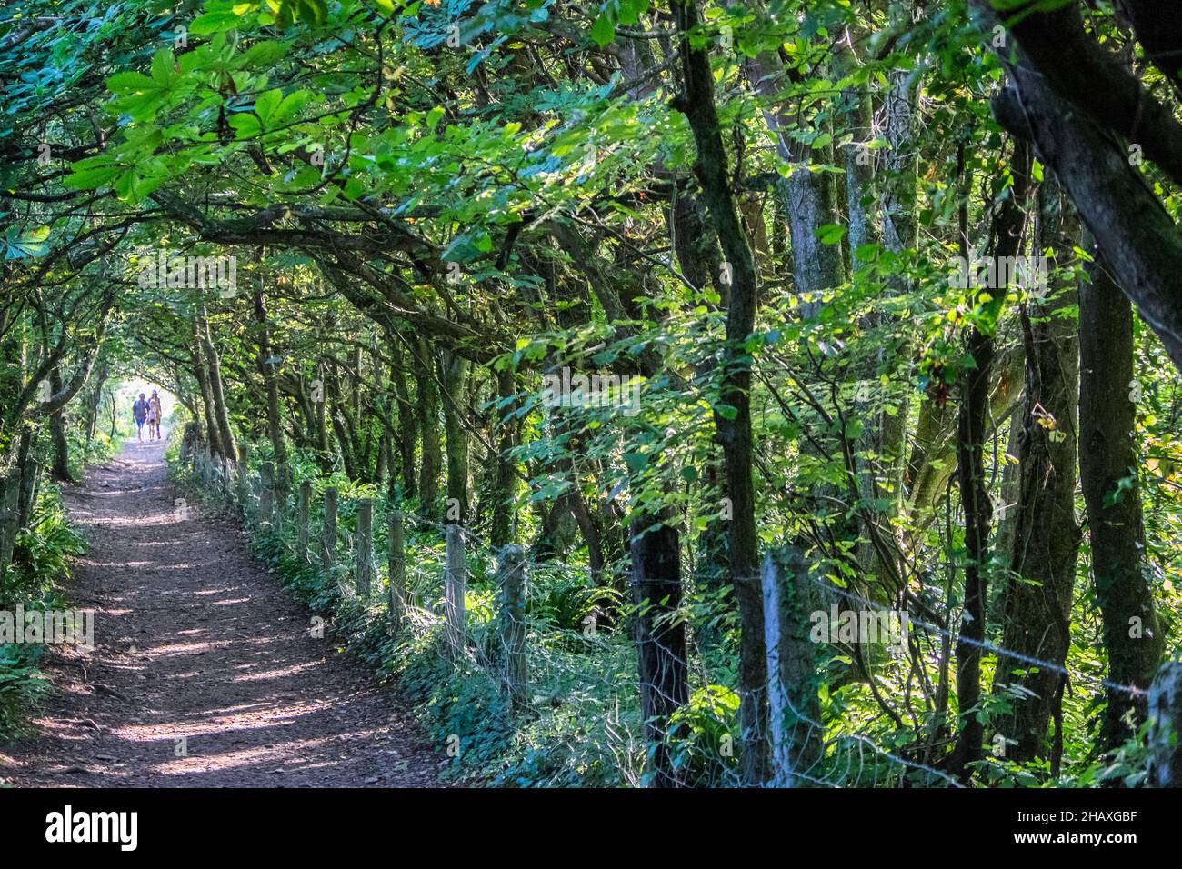 Alberi,in,arco,forma,escursioni,attraverso,boschi,boschi,natura,scenico,impostazione,sul,percorso,per,vicino,Nash Point,roccia,formazione,costa,costa,paesaggio,stagcape,geologia,Galles,Galles,Regno Unito,Regno Unito,Gran Bretagna,Gran Bretagna,Regno Unito,Regno Unito,Europa,europeo Foto Stock