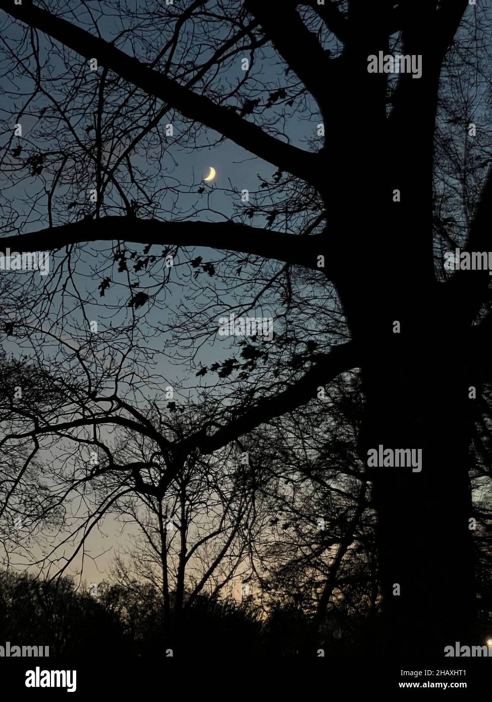 Luna Crescent nel cielo notturno visto attraverso rami di alberi in Prospect Park, Brooklyn, New York. Foto Stock