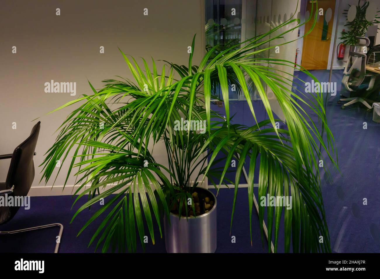 Una grande palma Areca in un ufficio vuoto open-plan Foto Stock