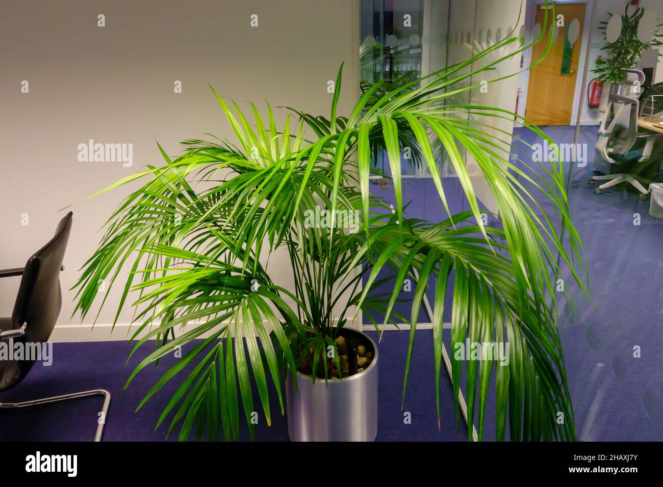 Una grande palma Areca in un ufficio vuoto open-plan Foto Stock