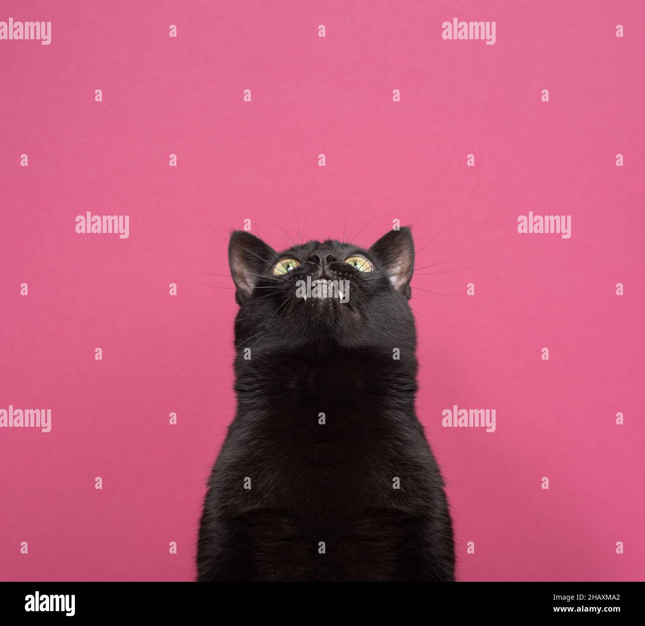 divertente gatto nero con gap dentale che guarda in alto curiosamente su sfondo rosa con spazio copia Foto Stock