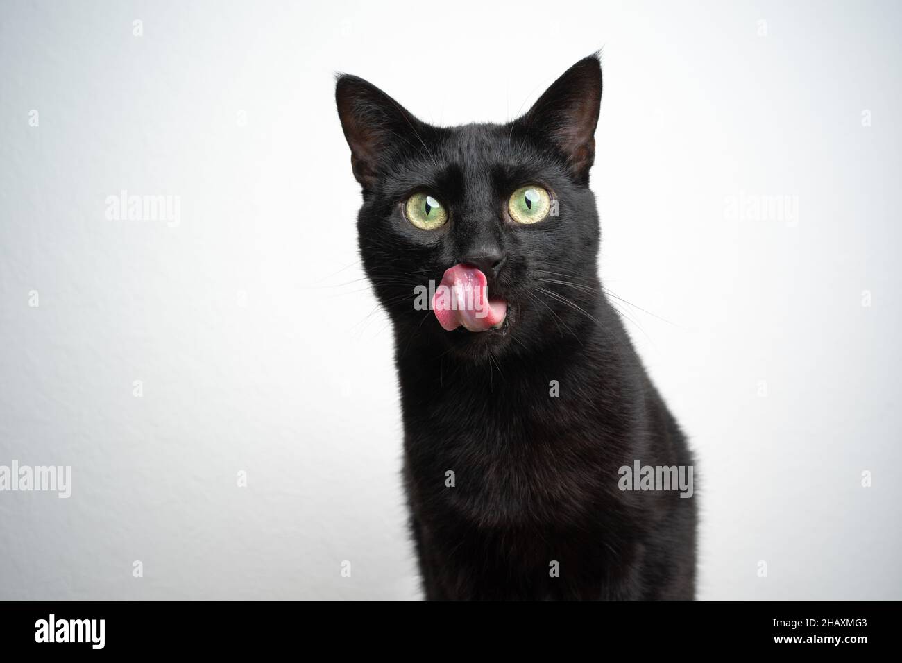 gatto nero affamato con la lingua fuori che lecca le labbra guardando la fotocamera su sfondo bianco Foto Stock