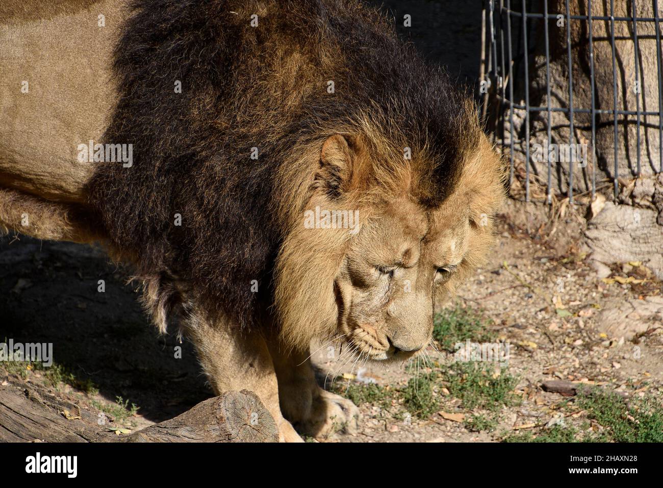 Leone , Re della giungla , Ritratto animale della fauna selvatica Foto Stock