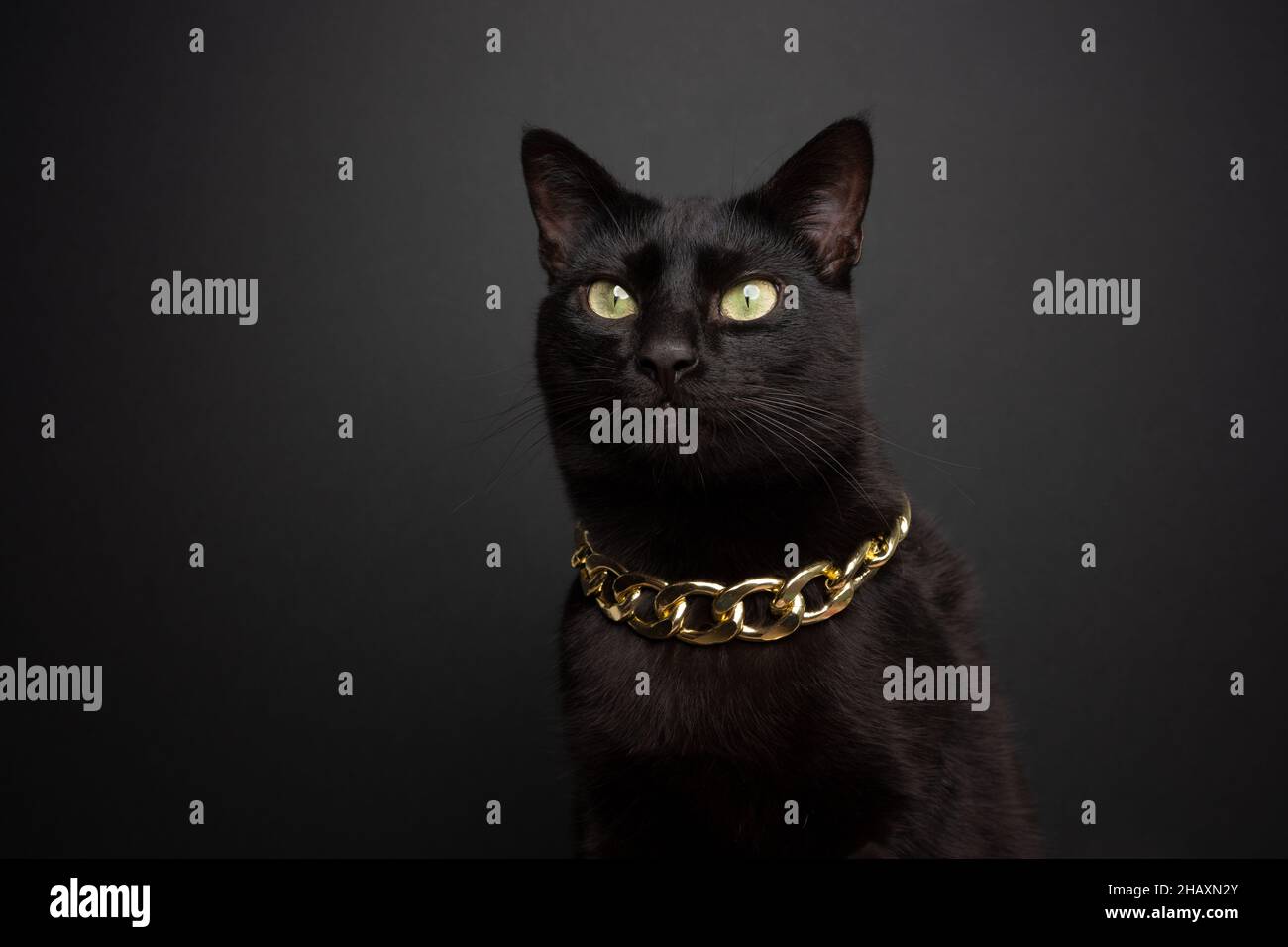 ritratto nero freddo gatto con catena d'oro su sfondo nero con spazio per la copia Foto Stock