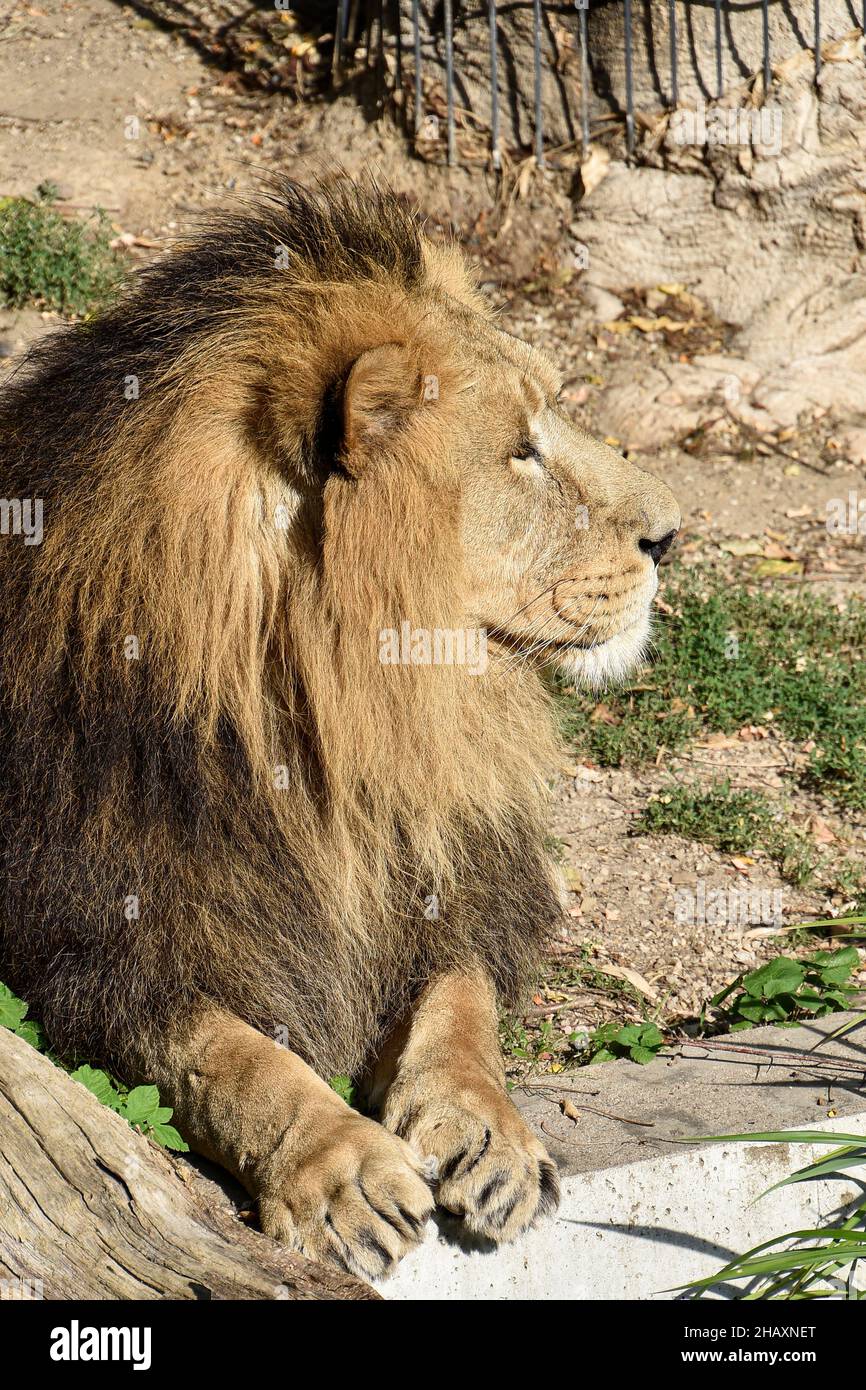 Leone , Re della giungla , Ritratto animale della fauna selvatica Foto Stock