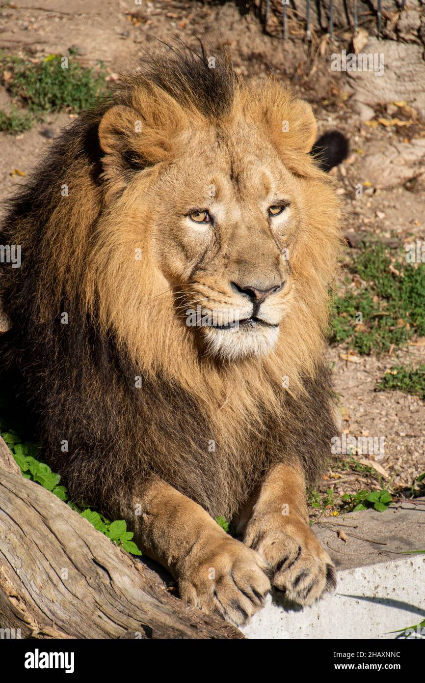 Leone , Re della giungla , Ritratto animale della fauna selvatica Foto Stock