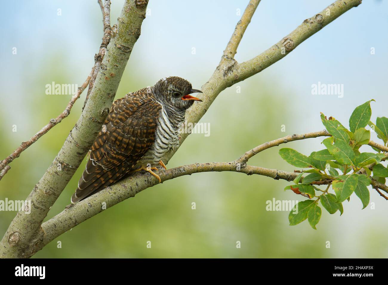 Cuckoo comune - Cuculus canorus , migrante estivo in Europa e in Asia, inverni in Africa, parassita di covata, giovane uccello grigio e marrone - pulcino seduto in t Foto Stock