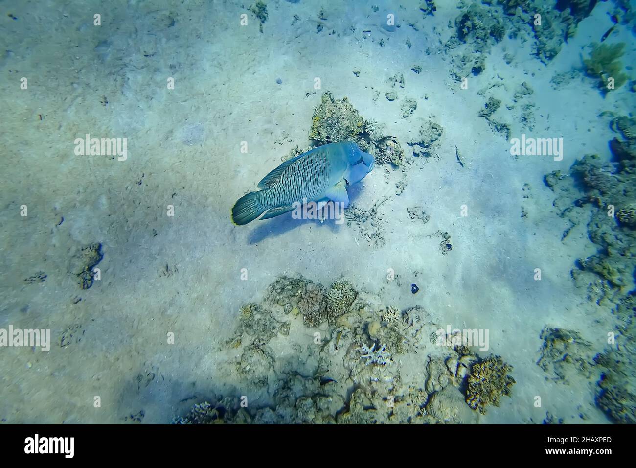 Incredibile mondo sottomarino del Mar Rosso grande pesce Napoleone galleggia sul fondo Foto Stock