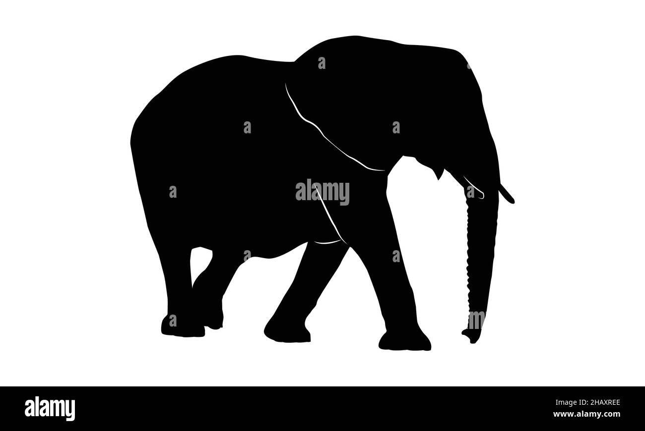 famiglia di elefanti su sfondo bianco. silhouette di elefanti. Illustrazione Vettoriale