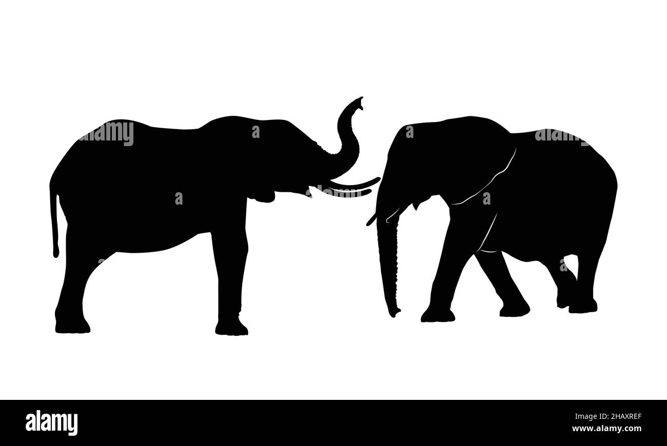 famiglia di elefanti su sfondo bianco. silhouette di elefanti. Illustrazione Vettoriale