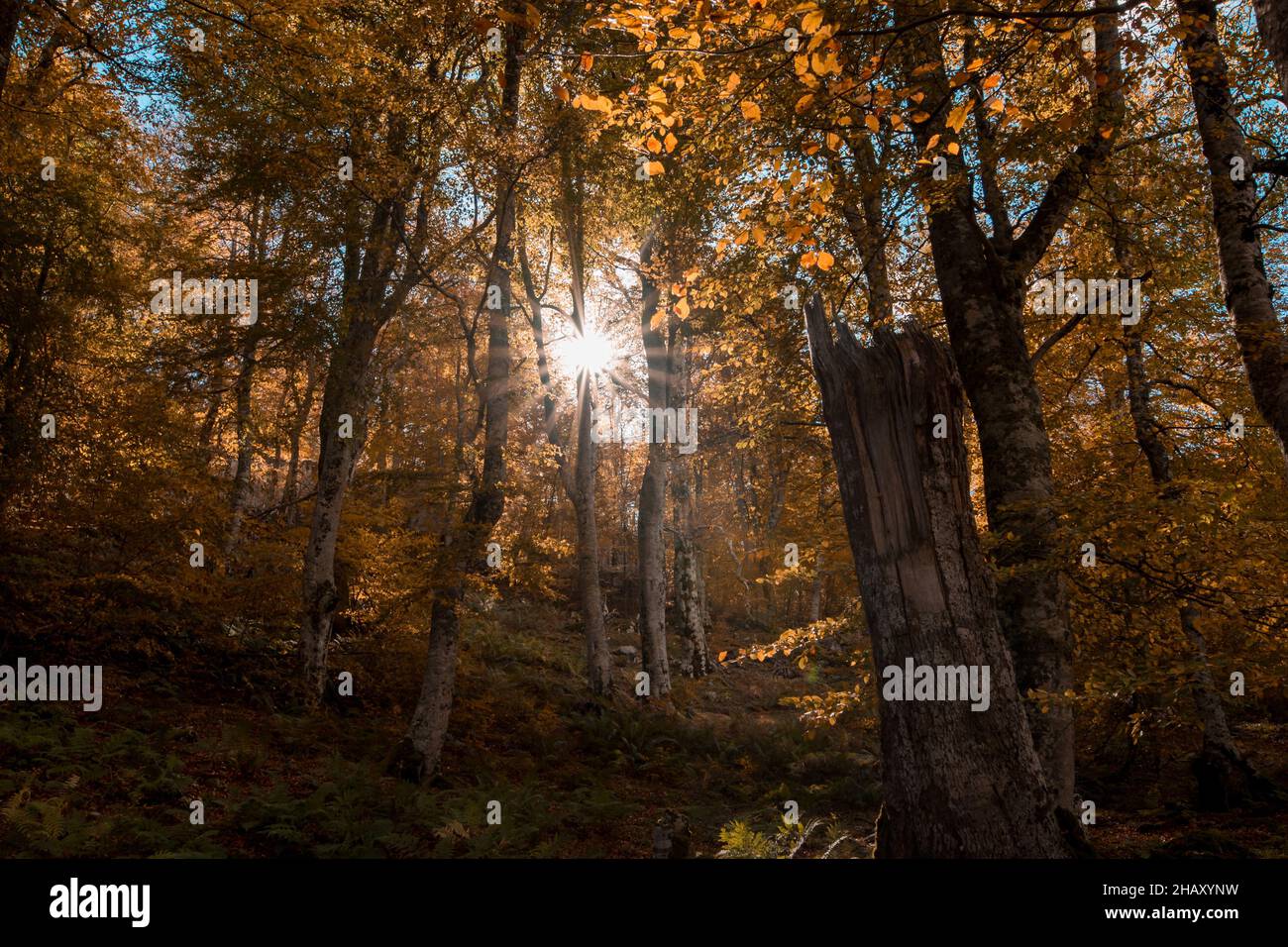 Bosco di Cantabria con erba e felce che crescono contro alberi con foglie gialle al sole in autunno Foto Stock