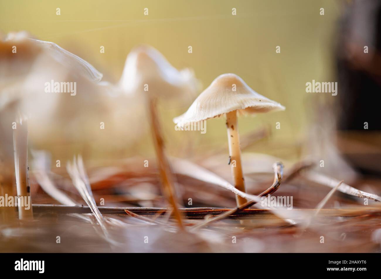 Macro shot di funghi pallidi toadstool che crescono nella foresta il giorno d'autunno soleggiato Foto Stock