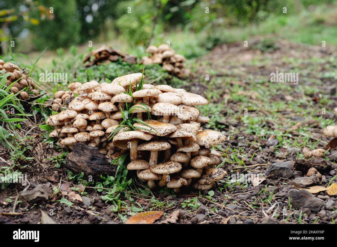 Gruppo di funghi miele di diverse dimensioni che crescono insieme in natura su sfondo sfocato Foto Stock