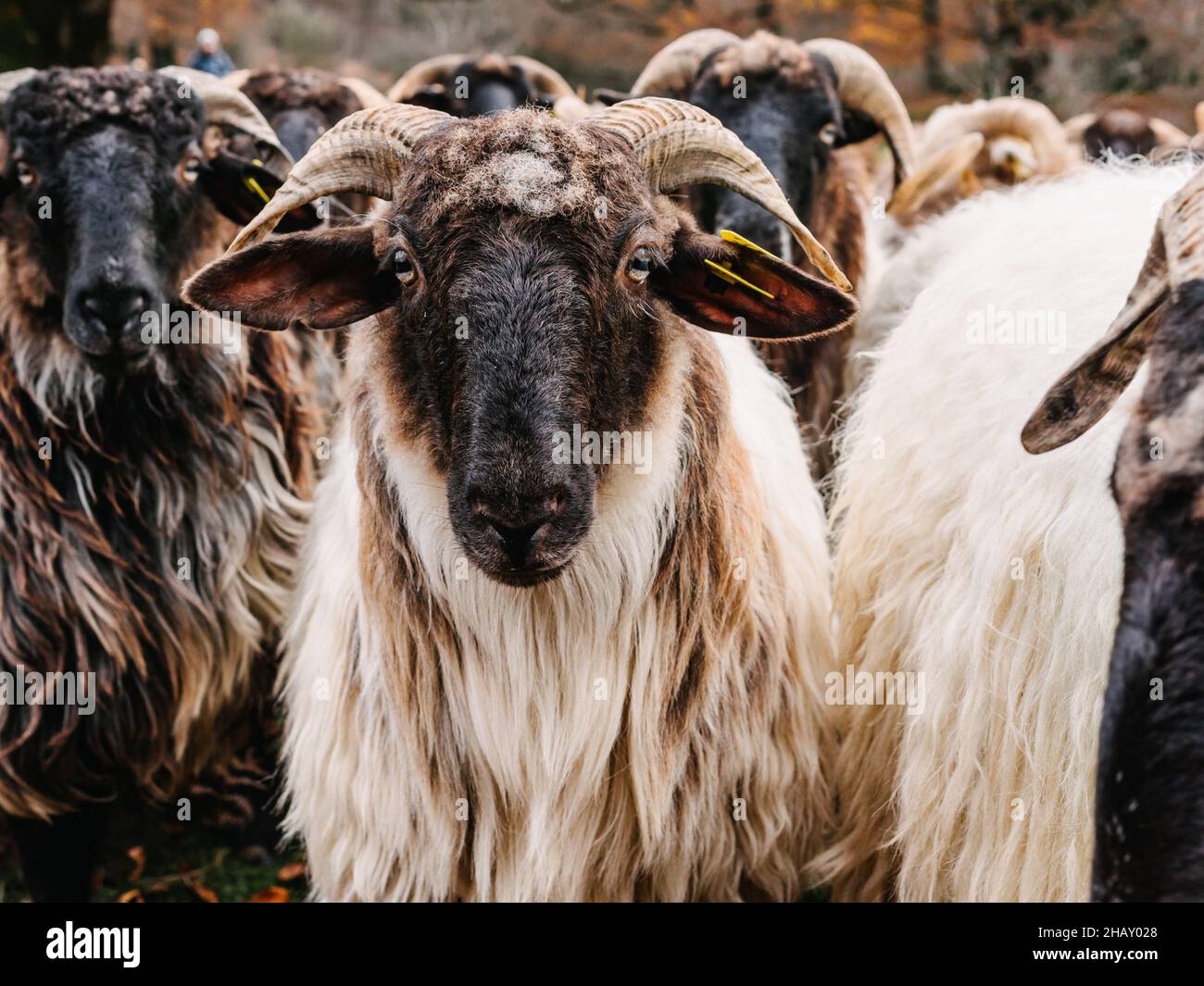 Mandria di pascolo domestico di pecora in natura Foto Stock