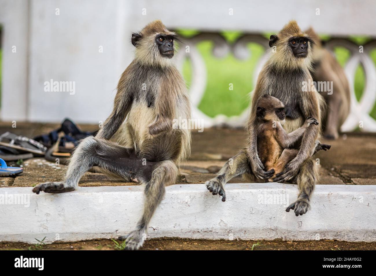 Scimmie grigie con bambino seduto sul marciapiede imbiancato e guardando via su sfondo sfocato in Sri Lanka Foto Stock