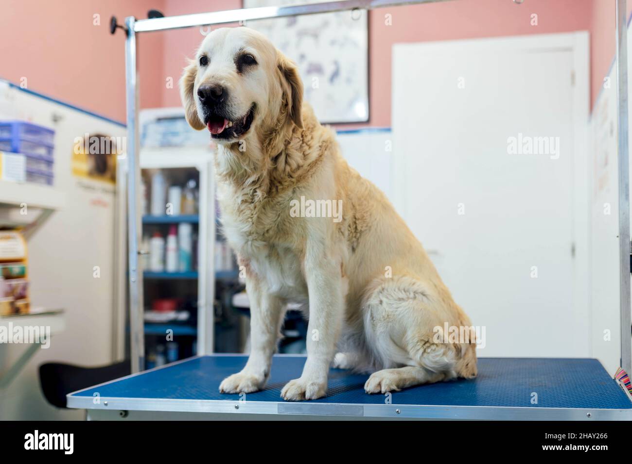 Carino obediente peloso Golden Retriever cane seduto sul tavolo blu prima di procedura medica in camera di moderna clinica veterinaria luce Foto Stock