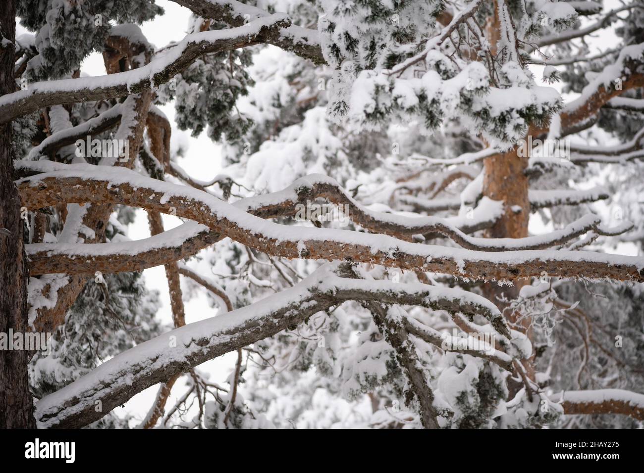 Da sotto rametti di alberi e rami sempreverdi conifere ricoperti di gelo e neve in inverno Foto Stock