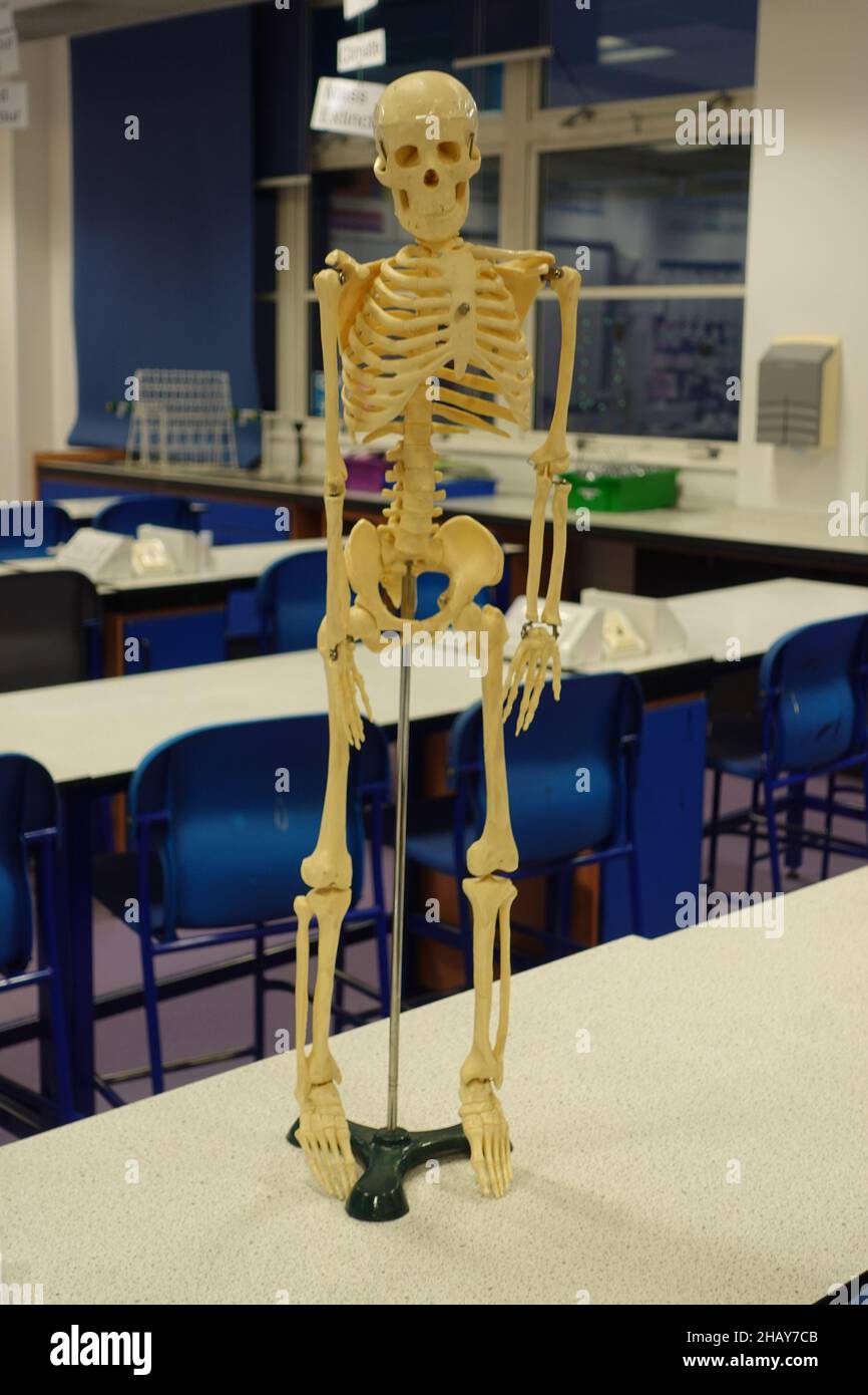 Primo piano di un modello scheletrico umano in un laboratorio scientifico, chimico e biologico Foto Stock