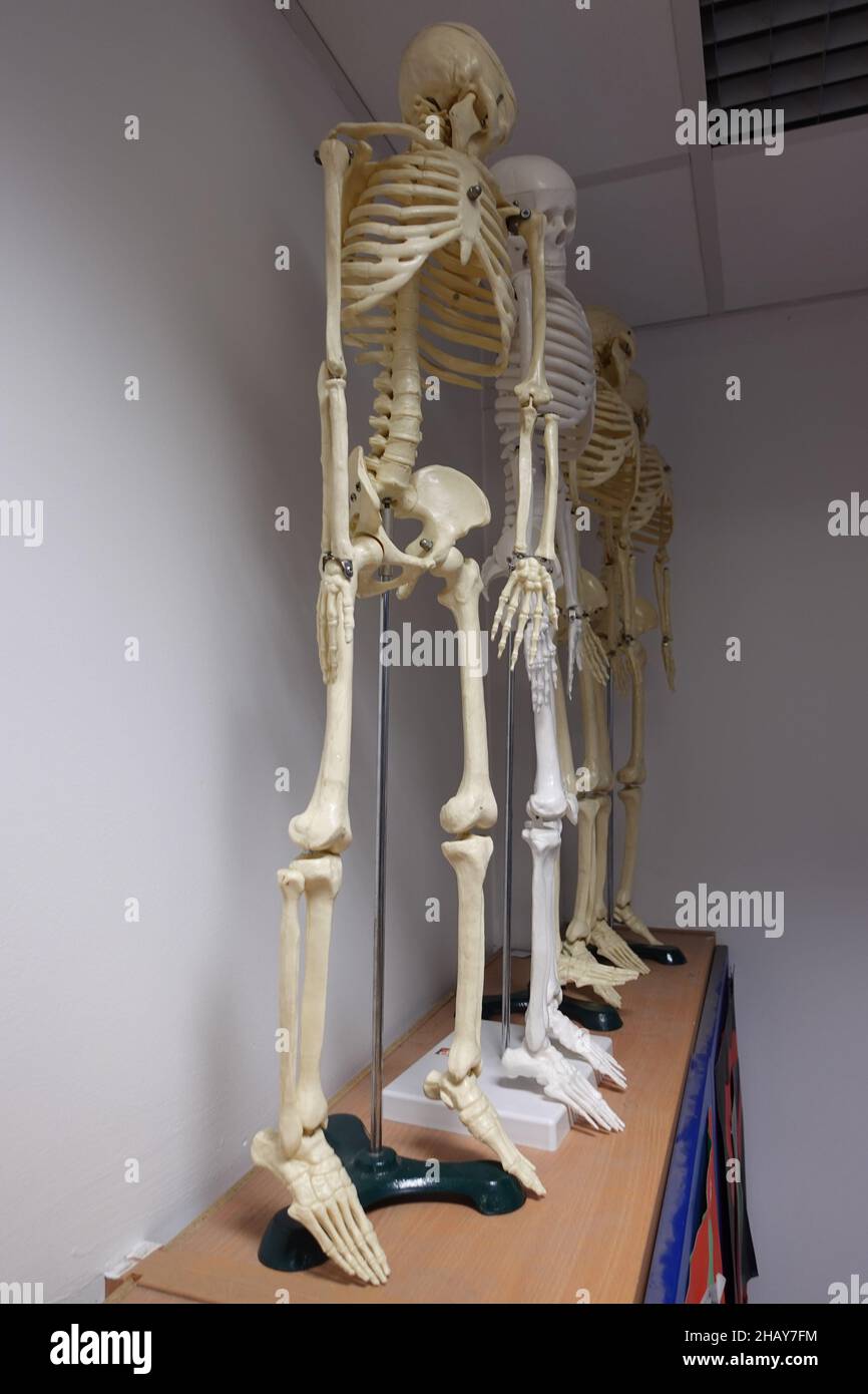 Immagine verticale di due modelli scheletrici umani in un laboratorio scientifico, chimico e biologico Foto Stock