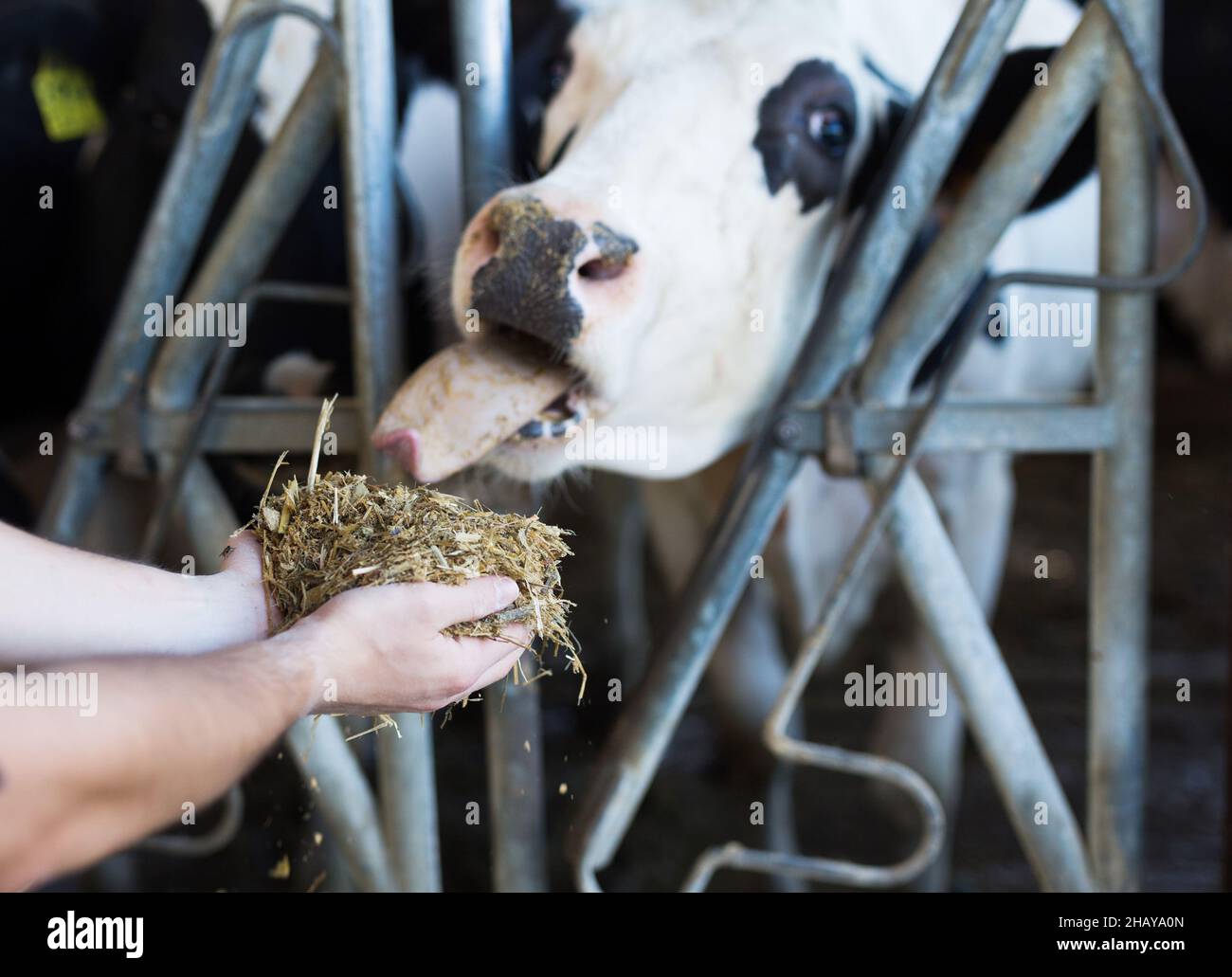 Mani di coltivatore che tiene fuori manciata di alimentazione composta a mucca Foto Stock