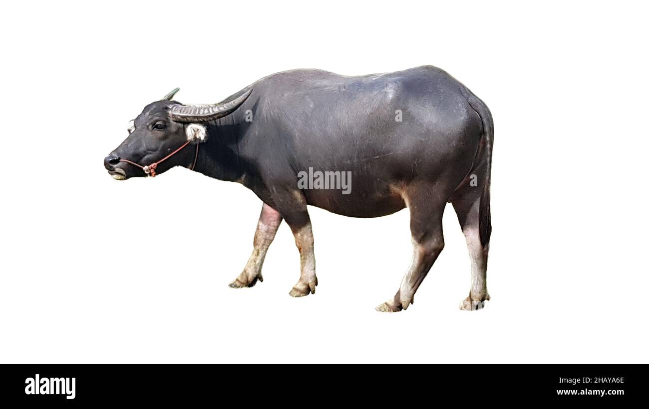 Bufalo d'acqua o bufalo thailandese isolato su sfondo bianco. Foto Stock