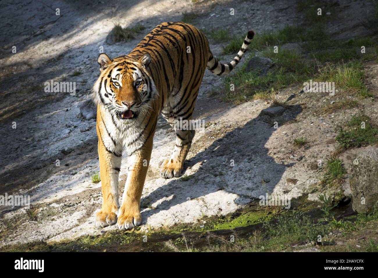 Scatto di una bella tigre amur selvaggia nello Zoo di Copenhagen Foto Stock