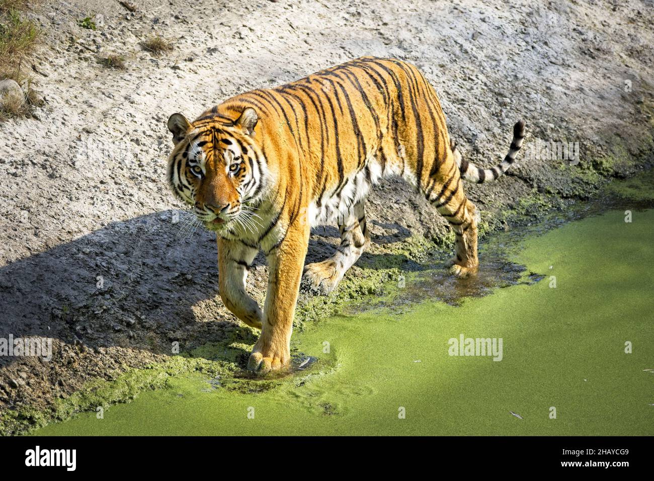 Scatto di una bella tigre amur selvaggia nello Zoo di Copenhagen Foto Stock