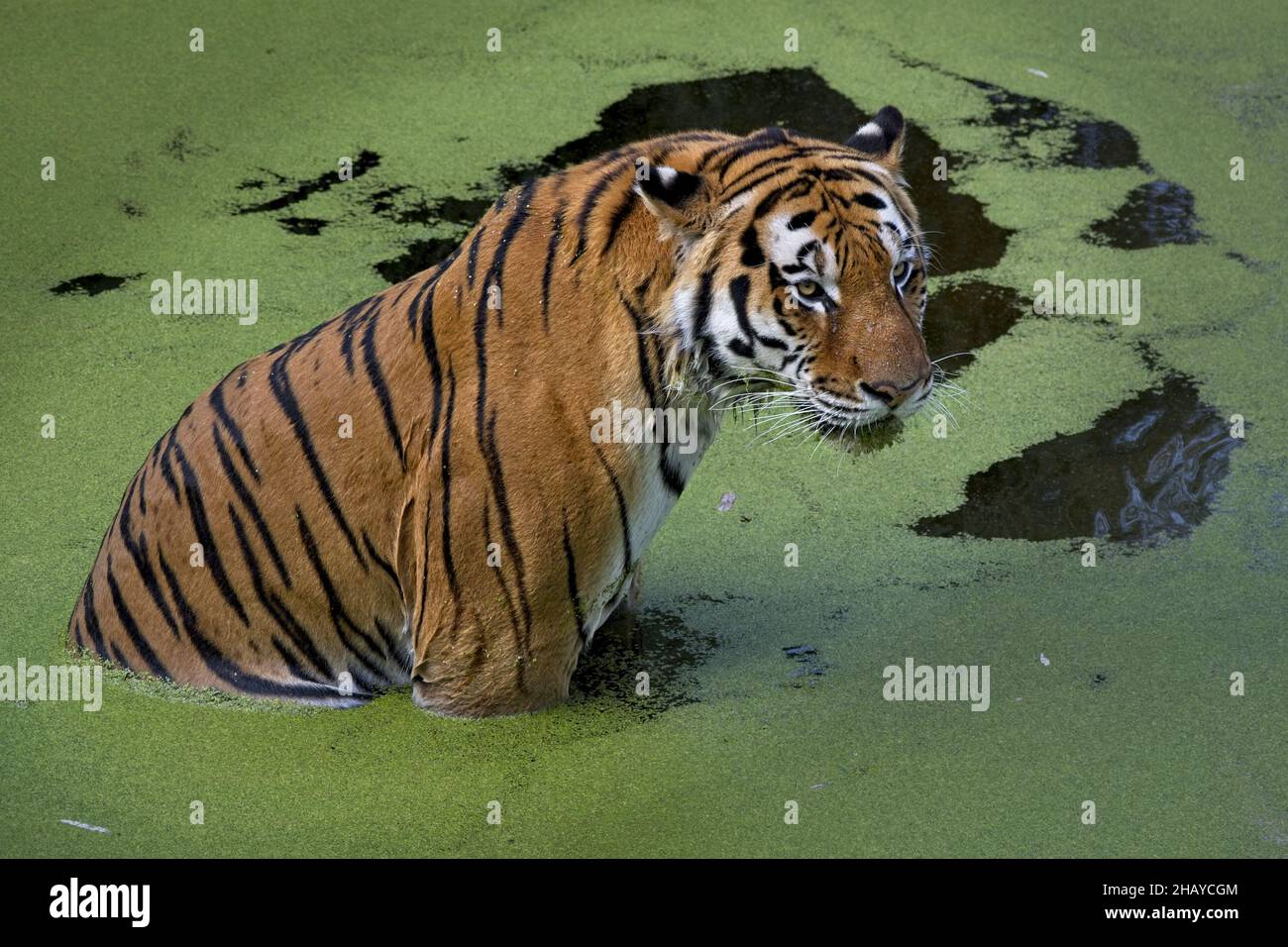 Scatto di una bella tigre amur selvaggia seduta nello stagno nello Zoo di Copenhagen Foto Stock