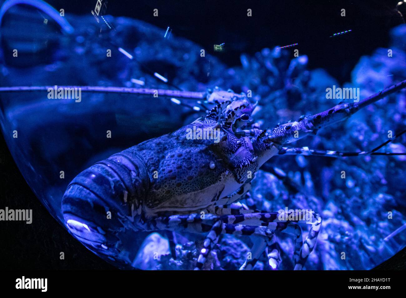 Bella aragosta acquario in ambiente naturale e circondato da alghe Foto Stock