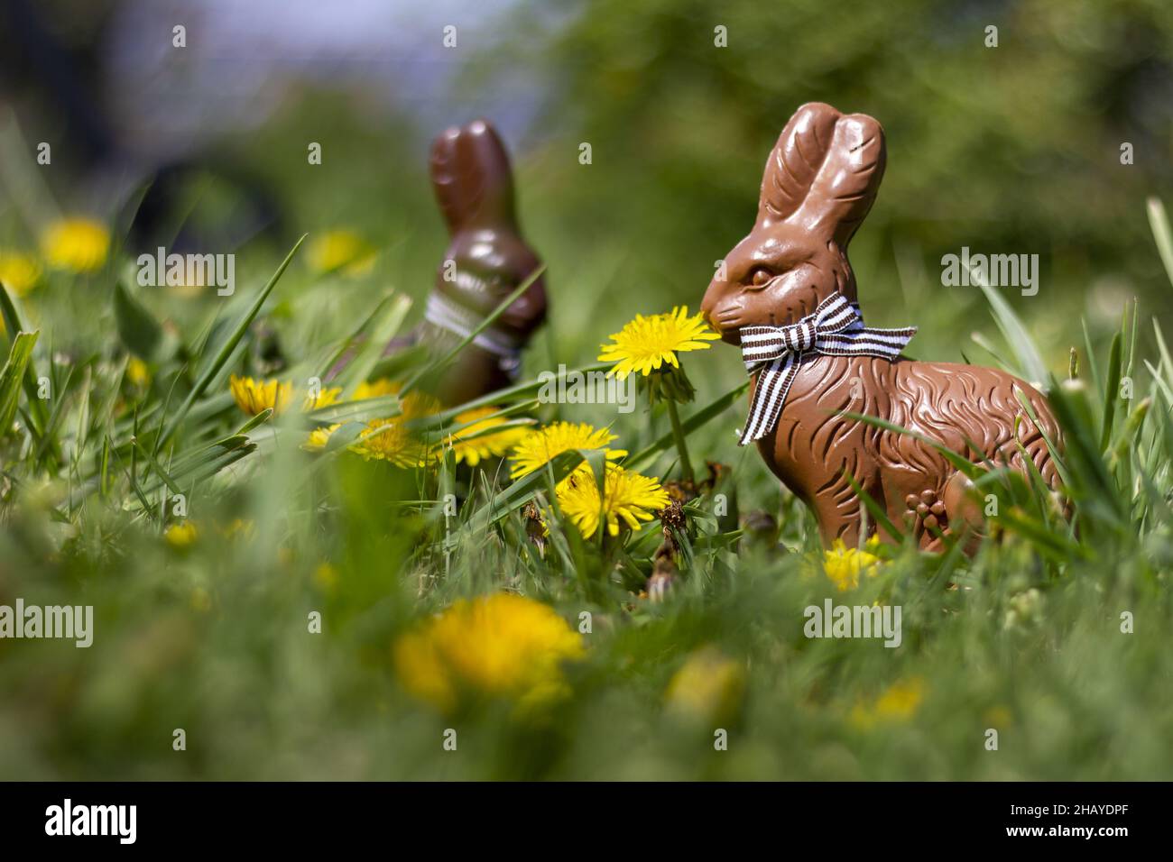 Due coniglietti pasquali al cioccolato in giardino Foto Stock
