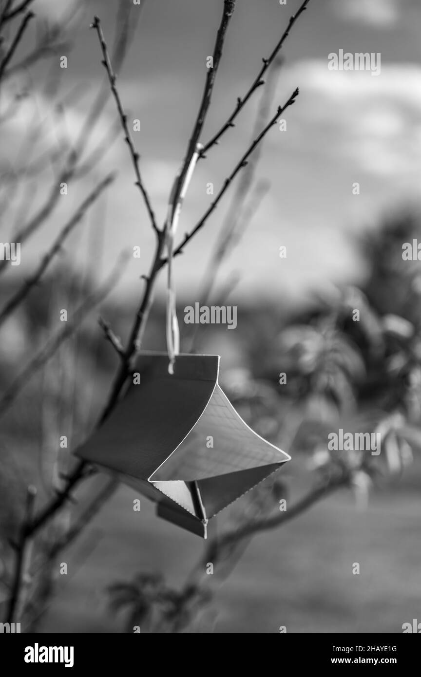 Trappola appiccicosa di falena dell'albero della frutta con lure del feromone per monitorare le infestazioni dell'adulto di insetto Foto Stock