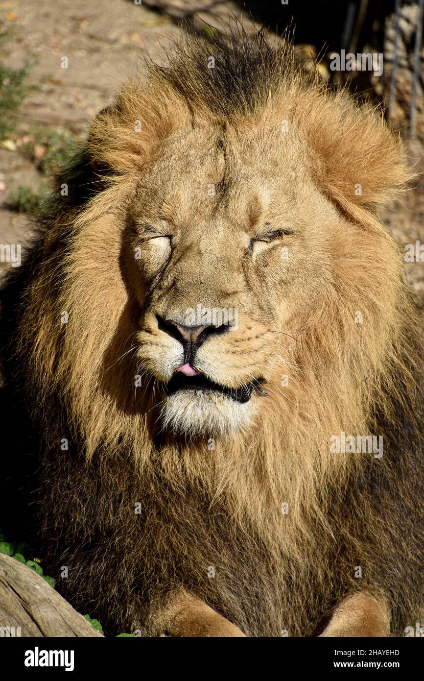 Leone , Re della giungla , Ritratto animale della fauna selvatica Foto Stock