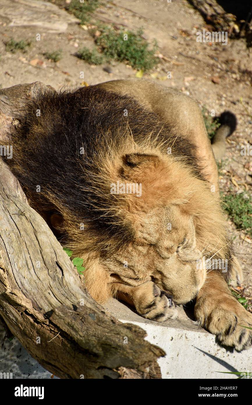 Leone , Re della giungla , Ritratto animale della fauna selvatica Foto Stock