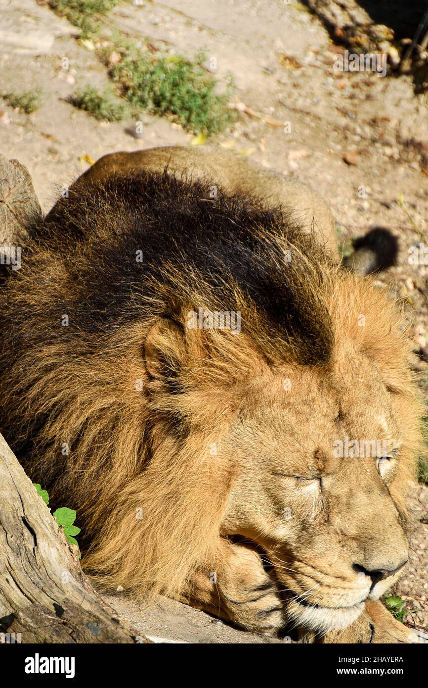 Leone , Re della giungla , Ritratto animale della fauna selvatica Foto Stock