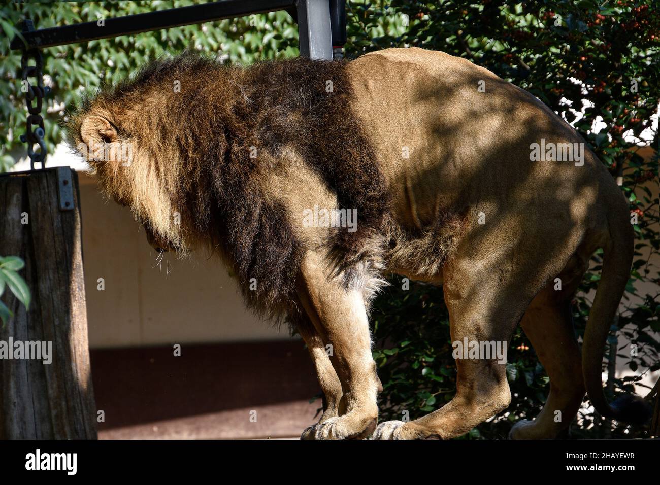 Leone , Re della giungla , Ritratto animale della fauna selvatica Foto Stock