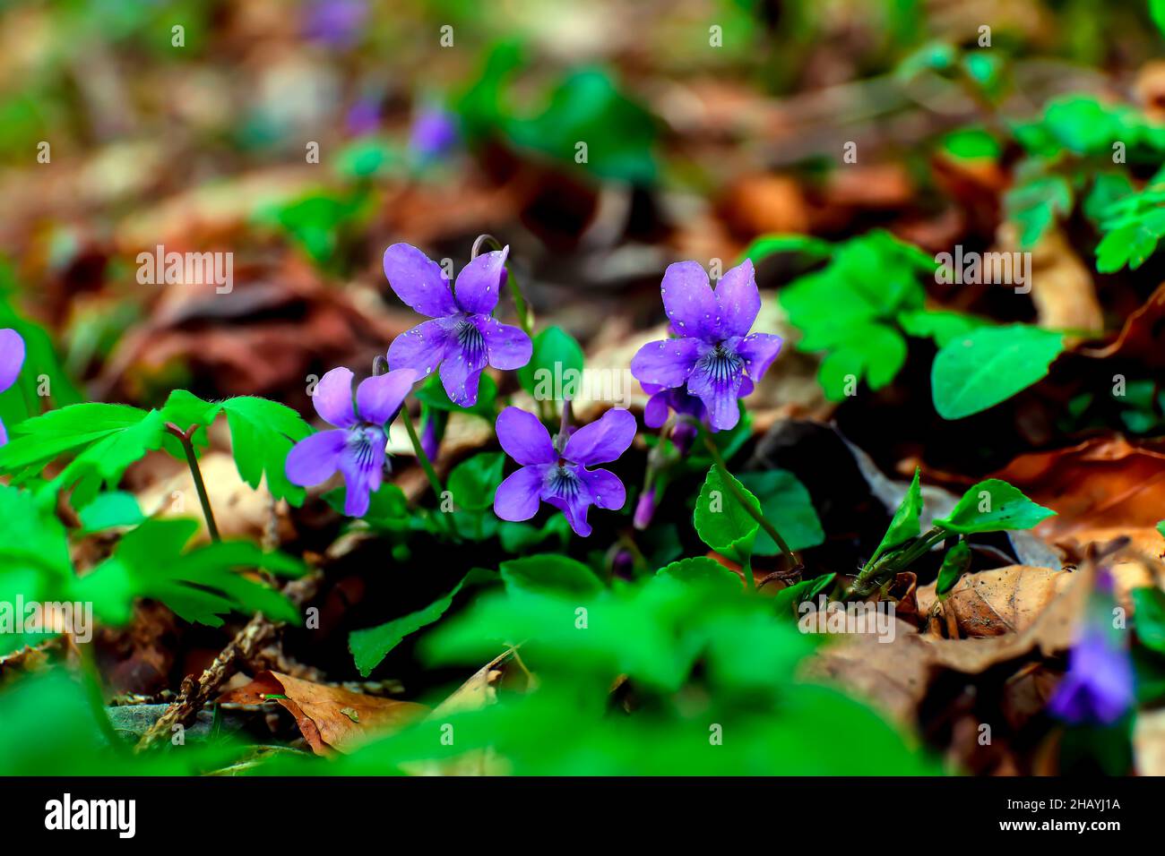 Fiori blu della brughiera violetto o heath cane violetto - Viola canina - in primavera, Baviera, Germania, Europa Foto Stock