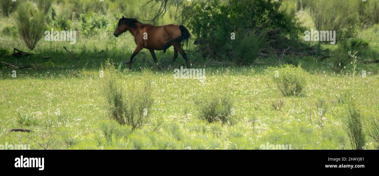 Fotografia di cavalli sul campo Foto Stock