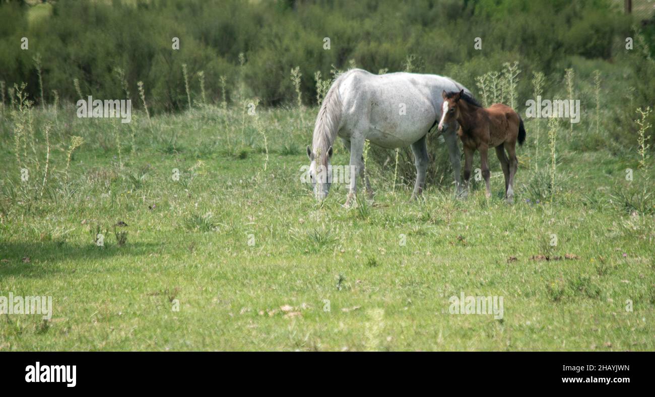 Fotografia di cavalli sul campo Foto Stock