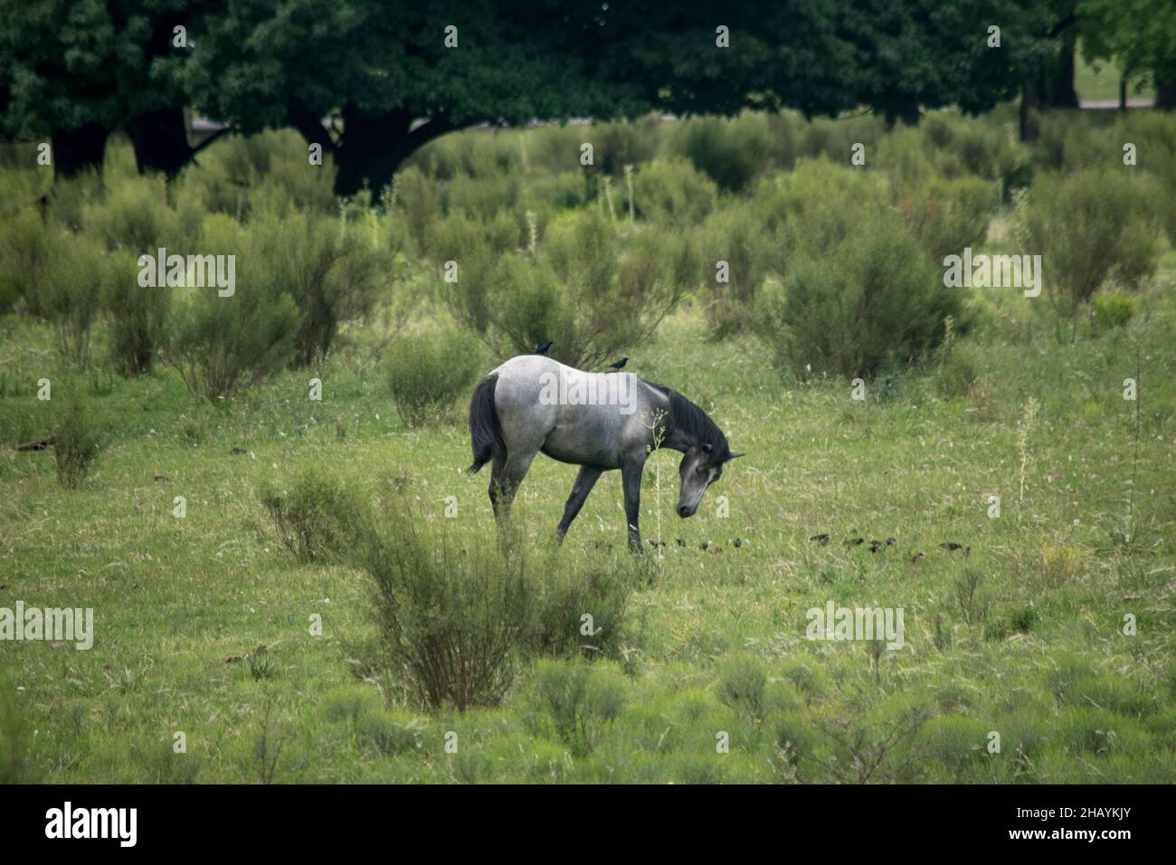 Ritratto di un cavallo. Animali domestici Foto Stock