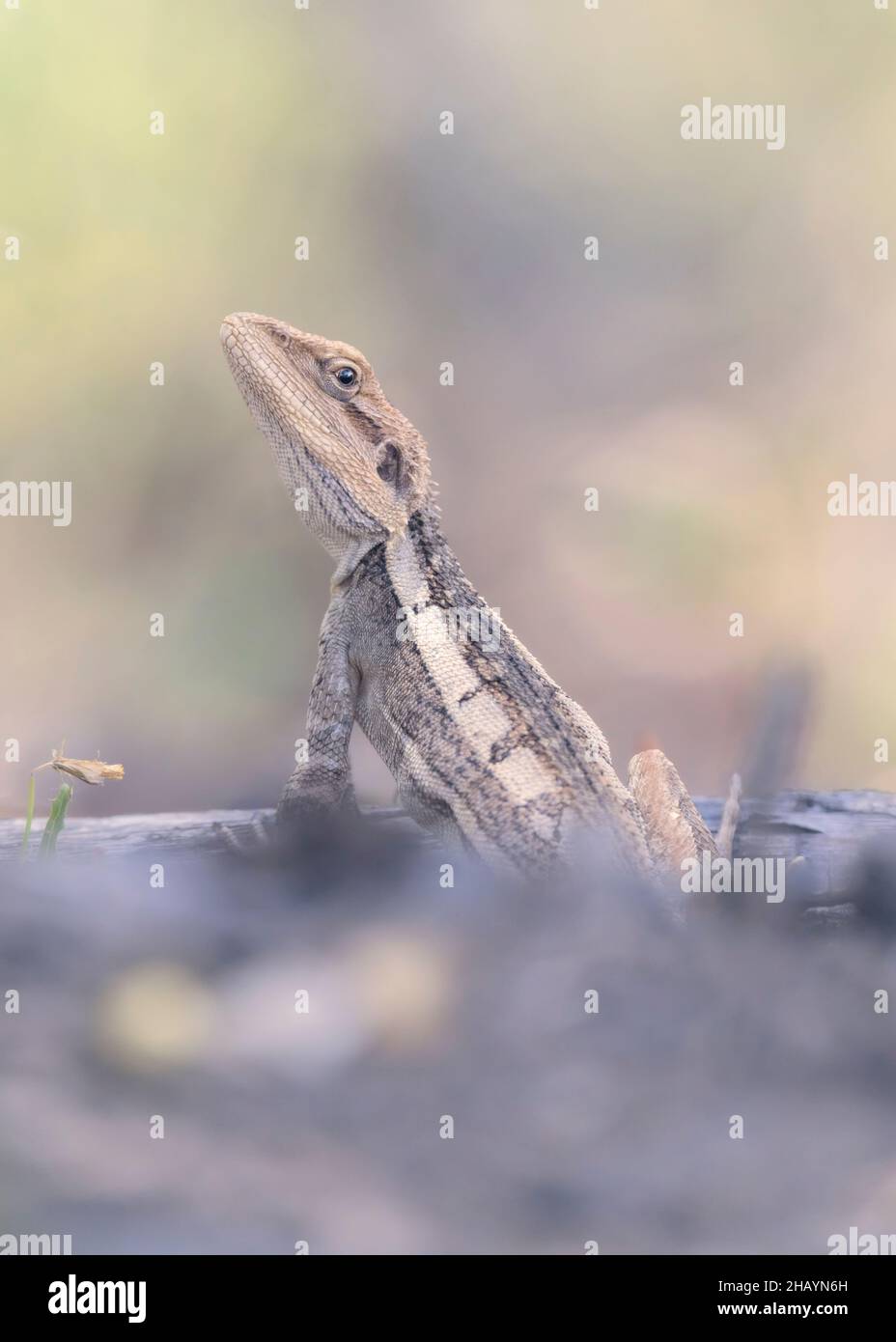 Ritratto di un drago di Burns selvatico (Amphibolurus burnsi) in lettiera in foglia, Australia Foto Stock